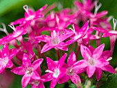 PENTAS LANCEOLATA BUTTERFLY DEEP PINK