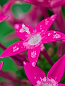 PENTAS LANCEOLATA BUTTERFLY DEEP PINK