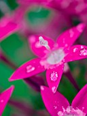 PENTAS LANCEOLATA BUTTERFLY DEEP PINK