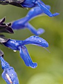 SALVIA GUARANITICA BLACK AND BLUE