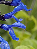 SALVIA GUARANITICA BLACK AND BLUE