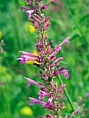 AGASTASCHE HEATWAVE