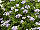 AGERATUM HOUSTONIANUM PATINA DELFT