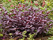 ALTERNANTHERA DENTATA PURPLE KNIGHT