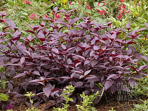 ALTERNANTHERA_DENTATA_PURPLE_KNIGHT