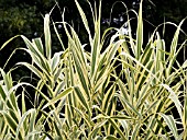 ARUNDO DONAX VARIEGATA