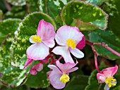 BEGONIA SEMPERFLORENS CHARM