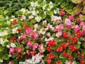 BEGONIA SEMPERFLORENS MIX