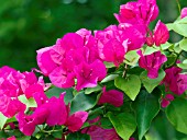 BOUGAINVILLEA DEEP PINK