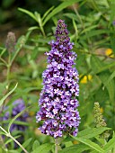 BUDDLEIA DAVIDII ADONIA BLUE