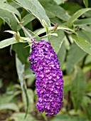 BUDDLEIA DAVIDII HARLEQUIN