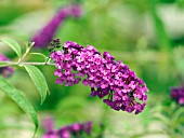 BUDDLEIA DAVIDII ROYAL RED