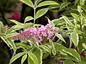 BUDDLEIA DAVIDII STRAWBERRY LEMONADE