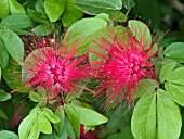 CALLIANDRA EMARGINATA