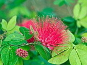 CALLIANDRA EMARGINATA