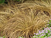 CAREX FLAGELLIFLORA TOFFEE TWIST