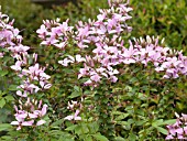 CLEOME SENORITA ROSALITA