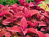 COLEUS BIG RED JUDY