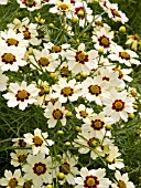 COREOPSIS SNOWBERRY