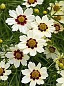 COREOPSIS SNOWBERRY