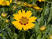 COREOPSIS SUNFIRE