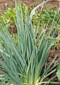 DIANELLA CAERULEA CASSA BLUE