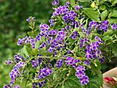 DURANTA REPENS SAPPHIRE SHOWERS