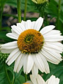 ECHINACEA FRAGRANT ANGEL