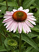 ECHINACEA HOPE