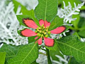 EUPHORBIA CYATHOPHORA