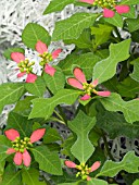 EUPHORBIA CYATHOPHORA
