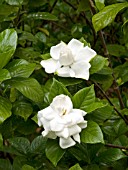 GARDENIA JAPONICUM