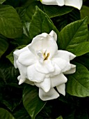 GARDENIA JAPONICUM