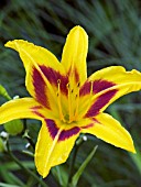 HEMEROCALLIS BLACKEYED STELLA