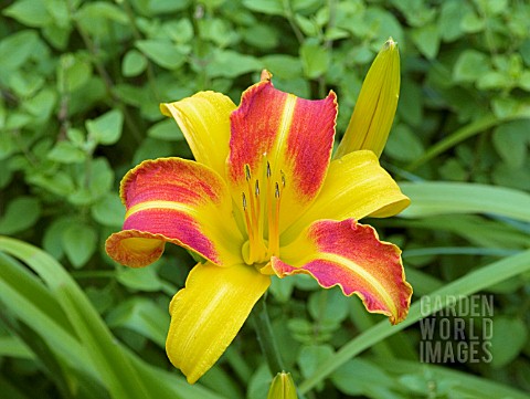 HEMEROCALLIS_FRANS_HALS