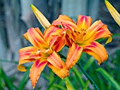 HEMEROCALLIS FULVA KWANSO