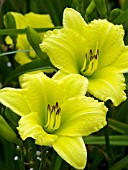 HEMEROCALLIS GREEN FLUTTER