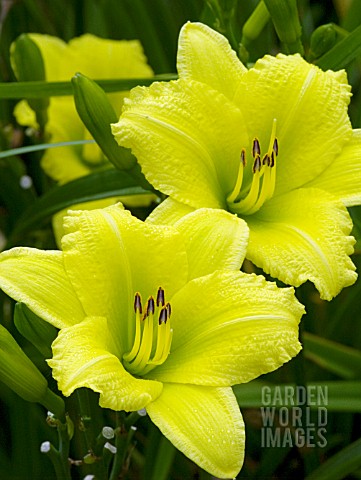 HEMEROCALLIS_GREEN_FLUTTER