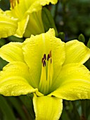 HEMEROCALLIS GREEN FLUTTER