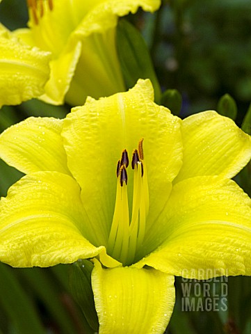 HEMEROCALLIS_GREEN_FLUTTER