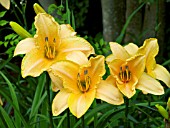 HEMEROCALLIS MOMENT OF TRUTH