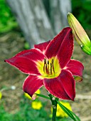 HEMEROCALLIS RED VOLUNTEER