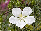 HIBISCUS COCCINEA ALBA