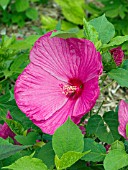 HIBISCUS MOSCHEUTOS LUNA ROSE