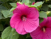 HIBISCUS MOSCHEUTOS DIXIE BELL PINK