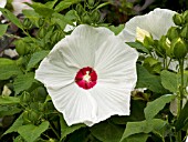 HIBISCUS MOSCHEUTOS DIXIE BELL WHITE