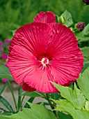 HIBISCUS MOSCHEUTOS LUNA RED