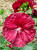 HIBISCUS ROBERT FLEMING