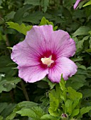 HIBISCUS SYRIACUS APHRODITE