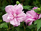 HIBISCUS SYRIACUS ARDENS